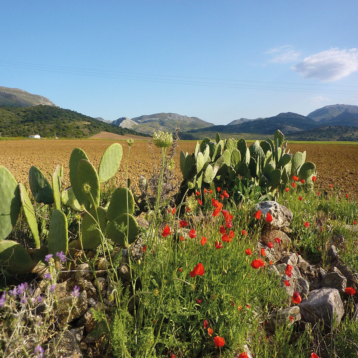 An Introduction to the Andalucían Coast to Coast Walk