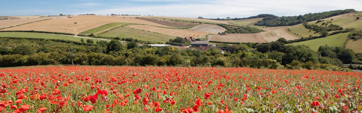 An introduction to The South Downs Way