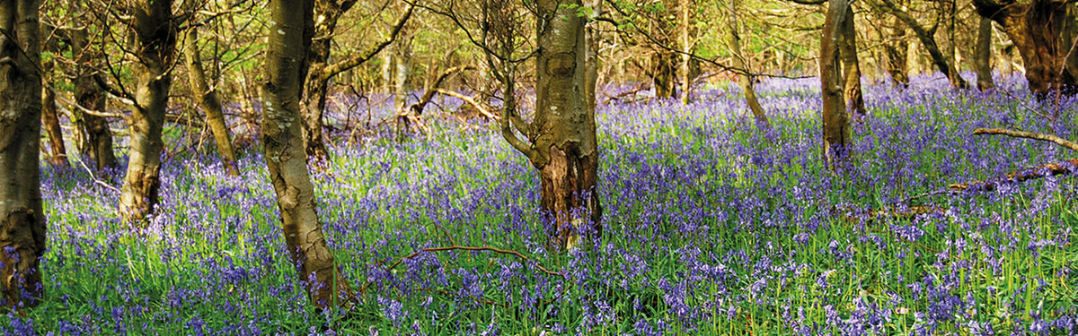 Experience the history and the bluebells of the Forest of Dean in five of the best short walks