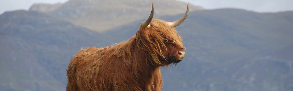 Five of the best short walks on the Isle of Mull: wildlife, castles and Hebridean beaches