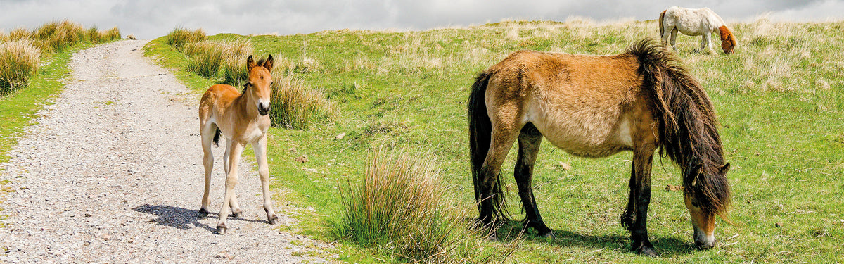 Five of the best short walks on southern Dartmoor: Ivybridge and Princetown