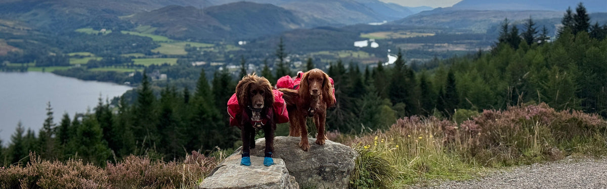 Hiking with dogs: top tips for tackling mountains and long-distance trails