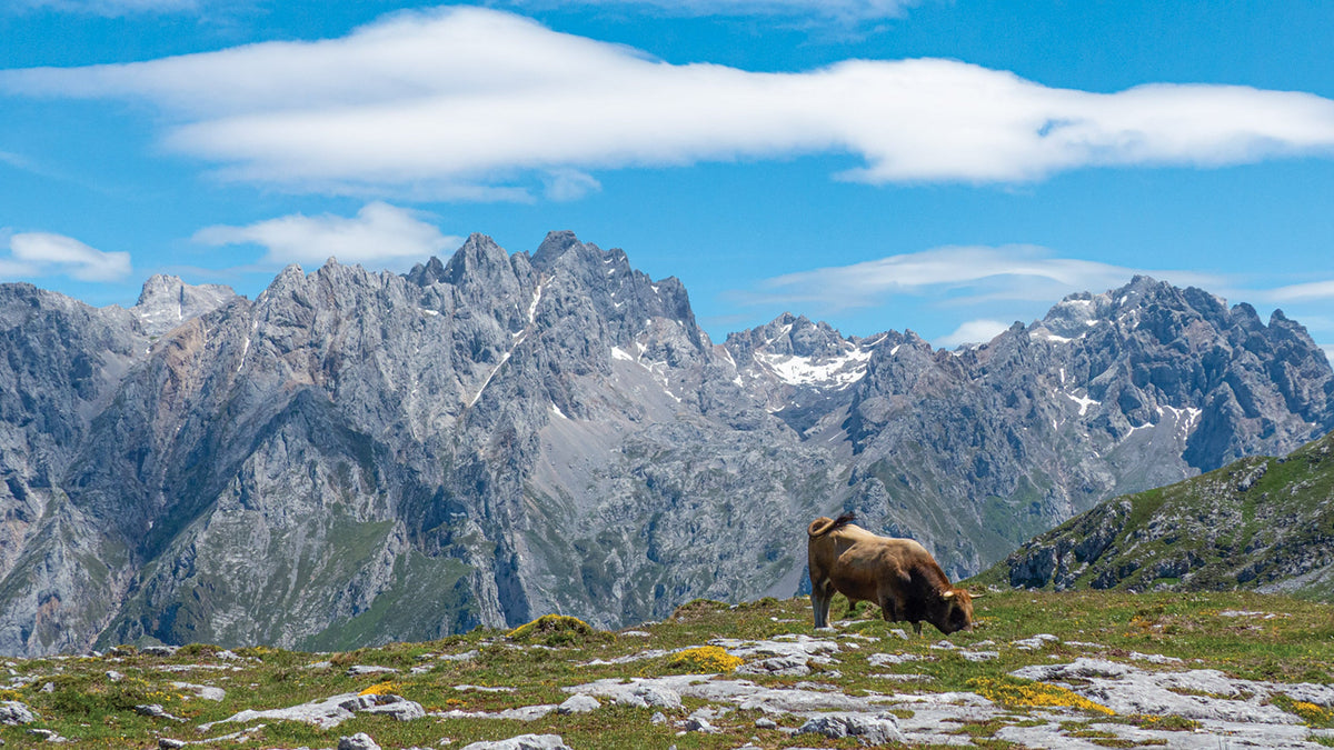 The Picos de Europa: what you need to know