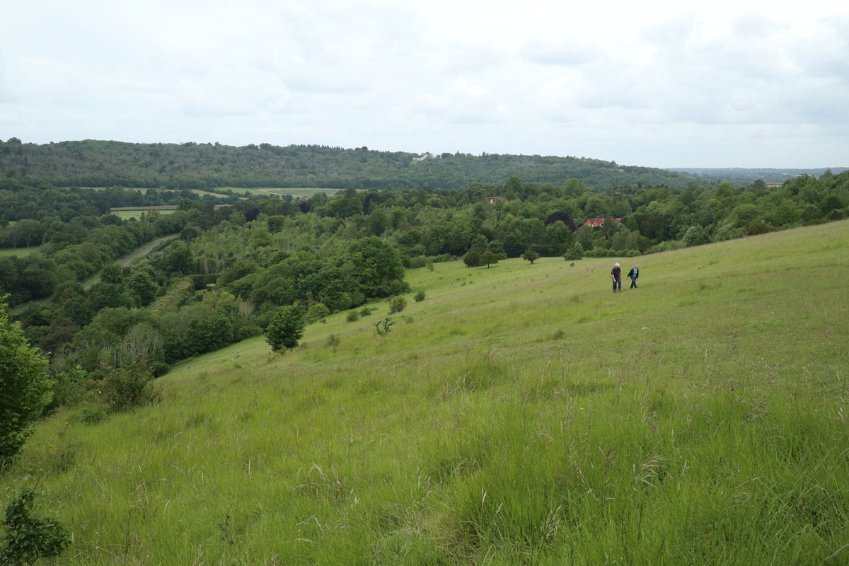 Top 5 walks to explore the best of the Surrey Hills