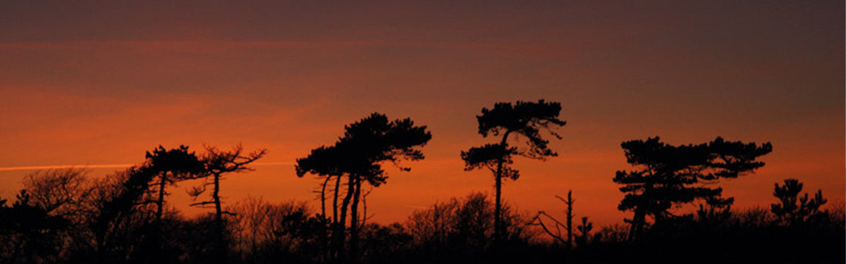 Walking in Suffolk - three easy week long trails