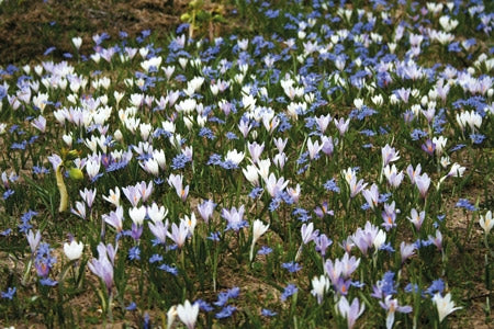 Alpine Flowers - Route Photos - Alpine Squill and White Crocus appear in springtime