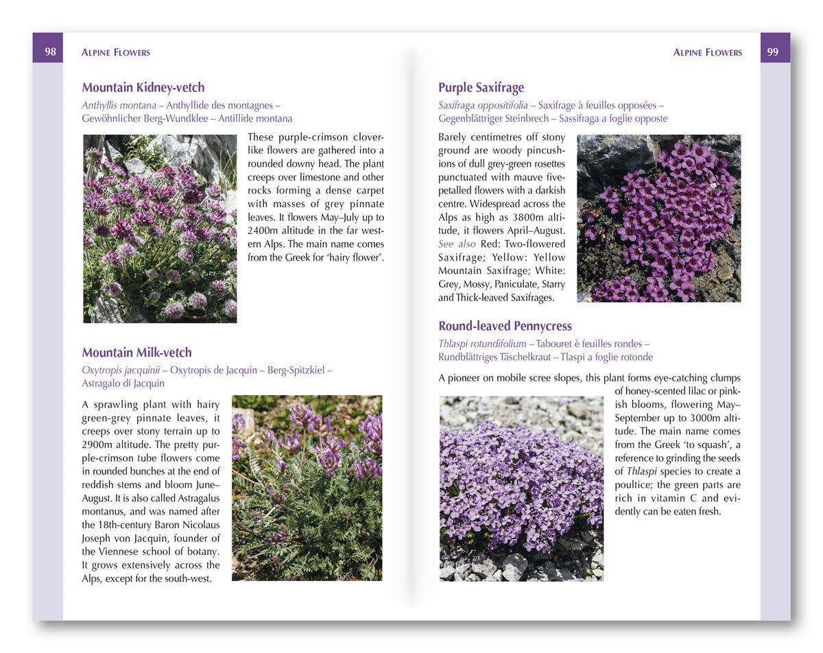 Alpine Flowers - Route Photos
