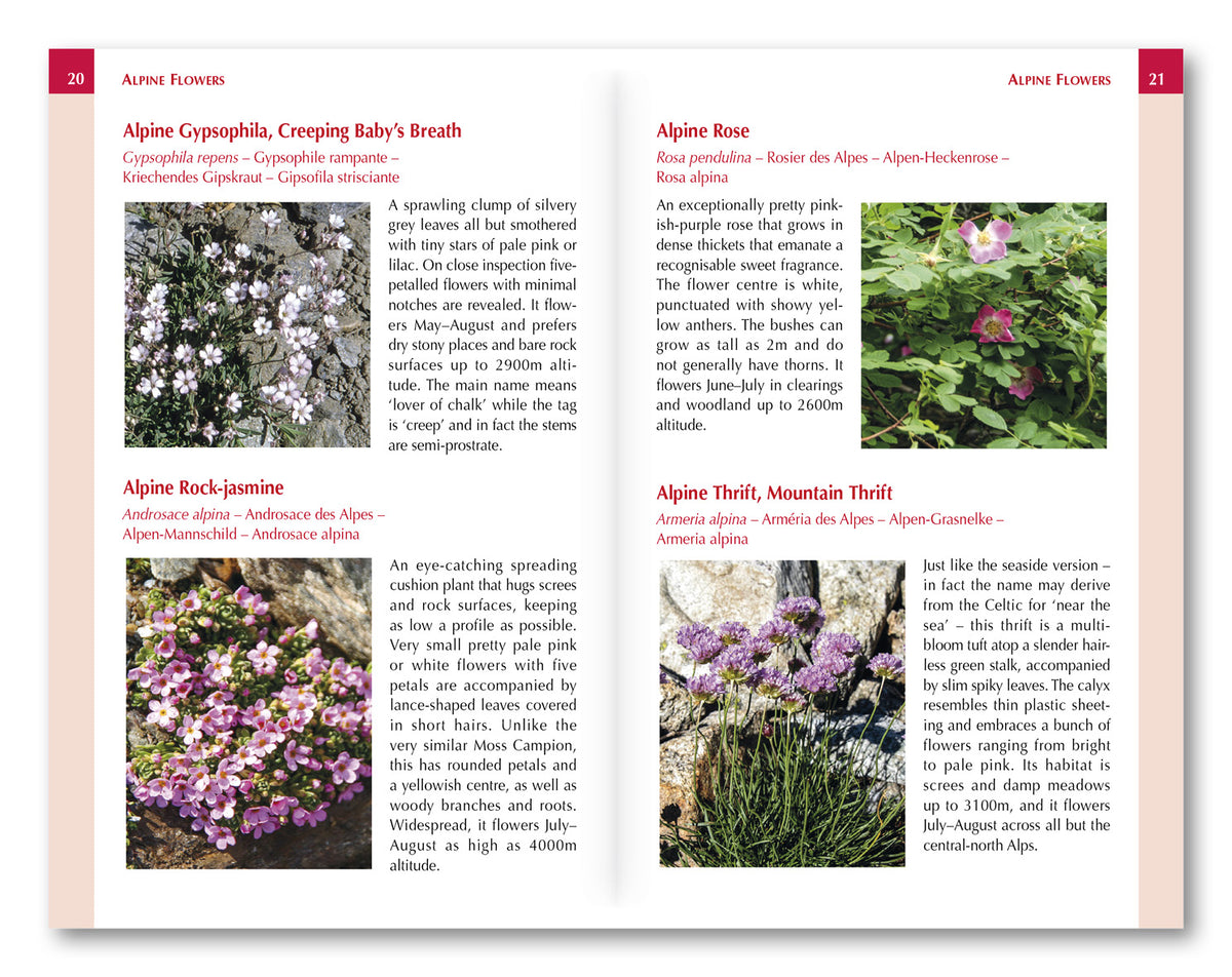 Alpine Flowers - Route Photos
