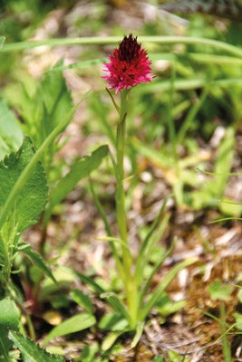 Alpine Flowers - Route Photos - Black Vanilla Orchid