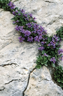 Alpine Flowers - Route Photos - Bluish Paederota