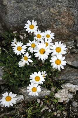 Alpine Flowers - Route Photos - Alpine Moon Daisy