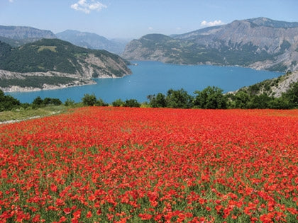 Walking in Provence - East - Route Photos - Poppies and the Lac de Serre Poncon (Alpes de Haute-Provence)  (photo: Pamela Harris-Andrews)