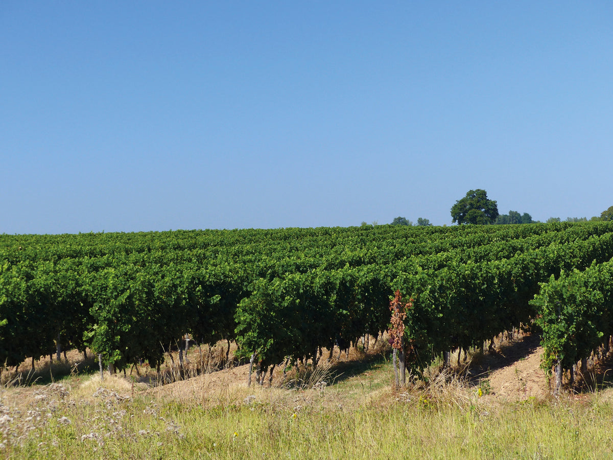 Cycling the Canal de la Garonne - Route Photos - European vines were grafted on to American rootstock to give new plants resistance to disease