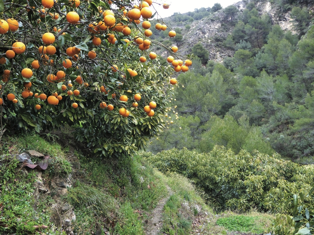Walking in Andalucia - Route Photos - Orange and avocado groves line the course of the Cájula