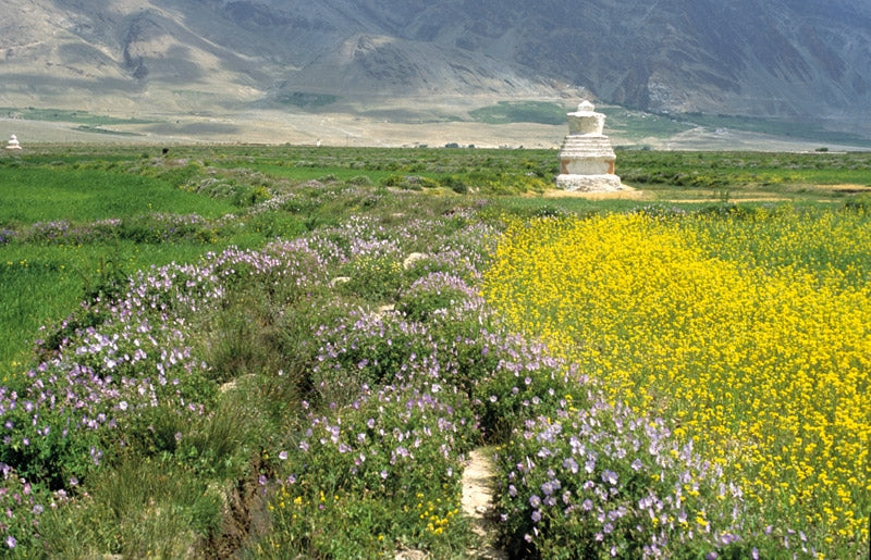 Trekking in Ladakh - Route Photos - Wildflowers flourishing on the wide plains of Zanskar, near Padum, in summer (Treks 3–6)