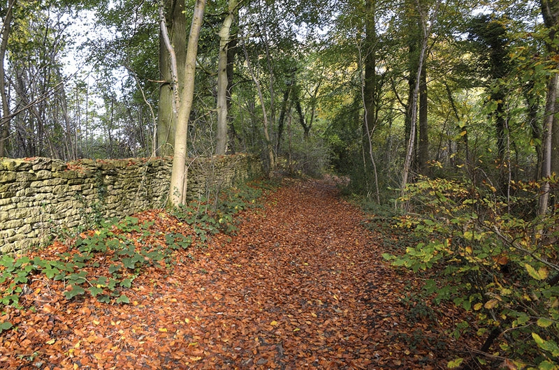 Walking in the Cotswolds - Route Photos - A rustly stretch of beech woodland