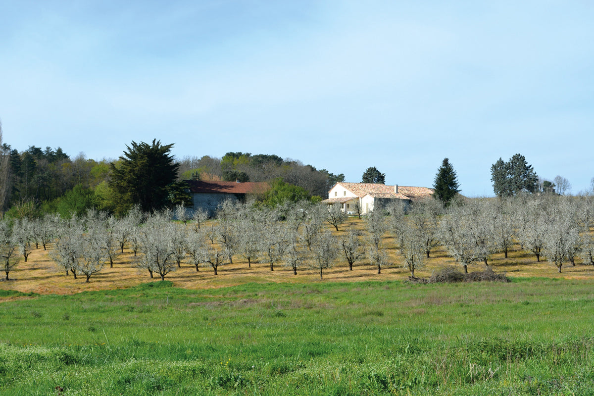 Walking in the Dordogne - Route Photos - Fruit orchards at start of walk 4