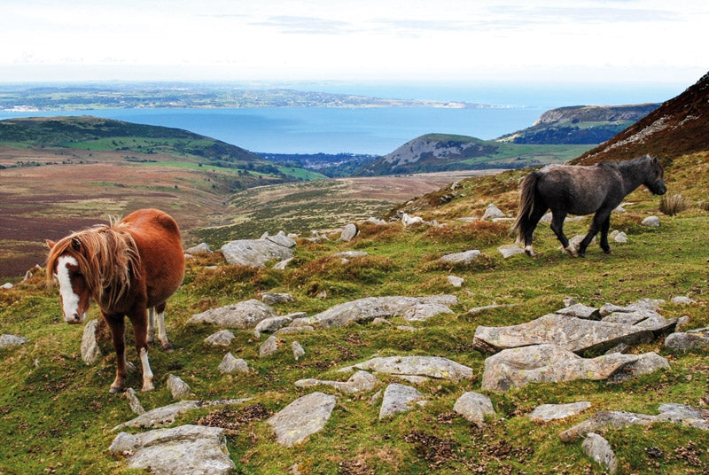 The Snowdonia Way - Route Photos - Hill ponies of the Carneddau