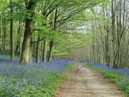 The North Downs Way - Route Photos - Bluebells carpet King’s Wood in springtime (Stage 10a)