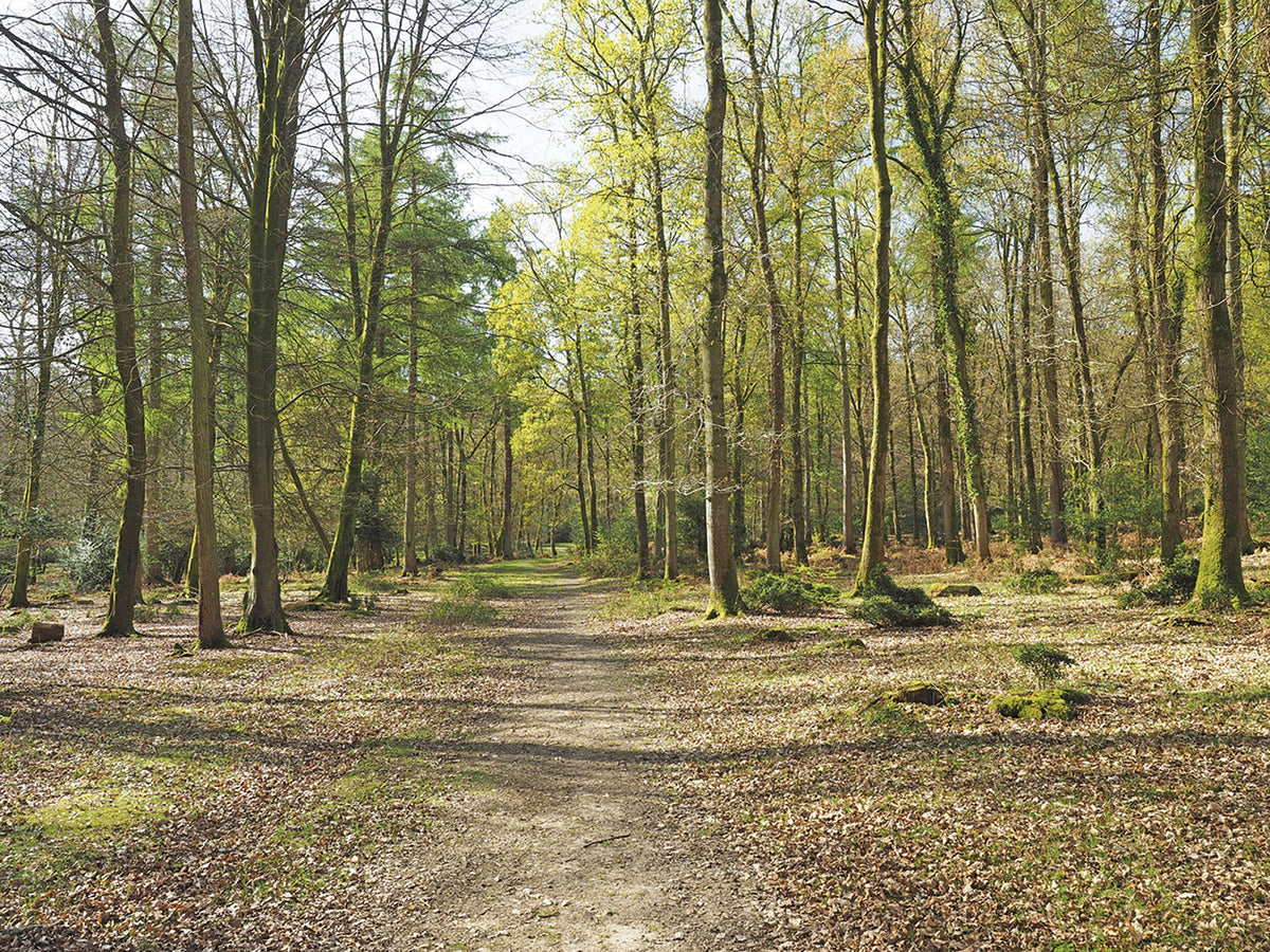 Walking in the New Forest - Route Photos - Heading south through Bramshaw Inclosure (Walk 5)