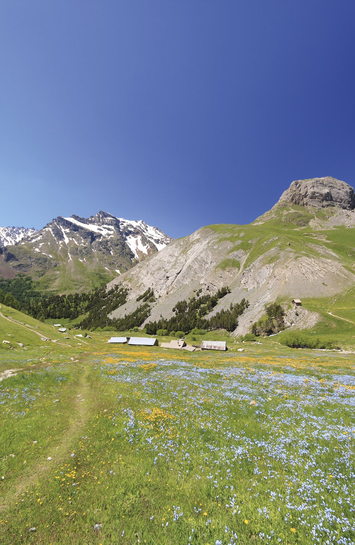 Walking in the Brianconnais - Route Photos - Wild flowers at l’Alpe du Lauzet (Walk 38)