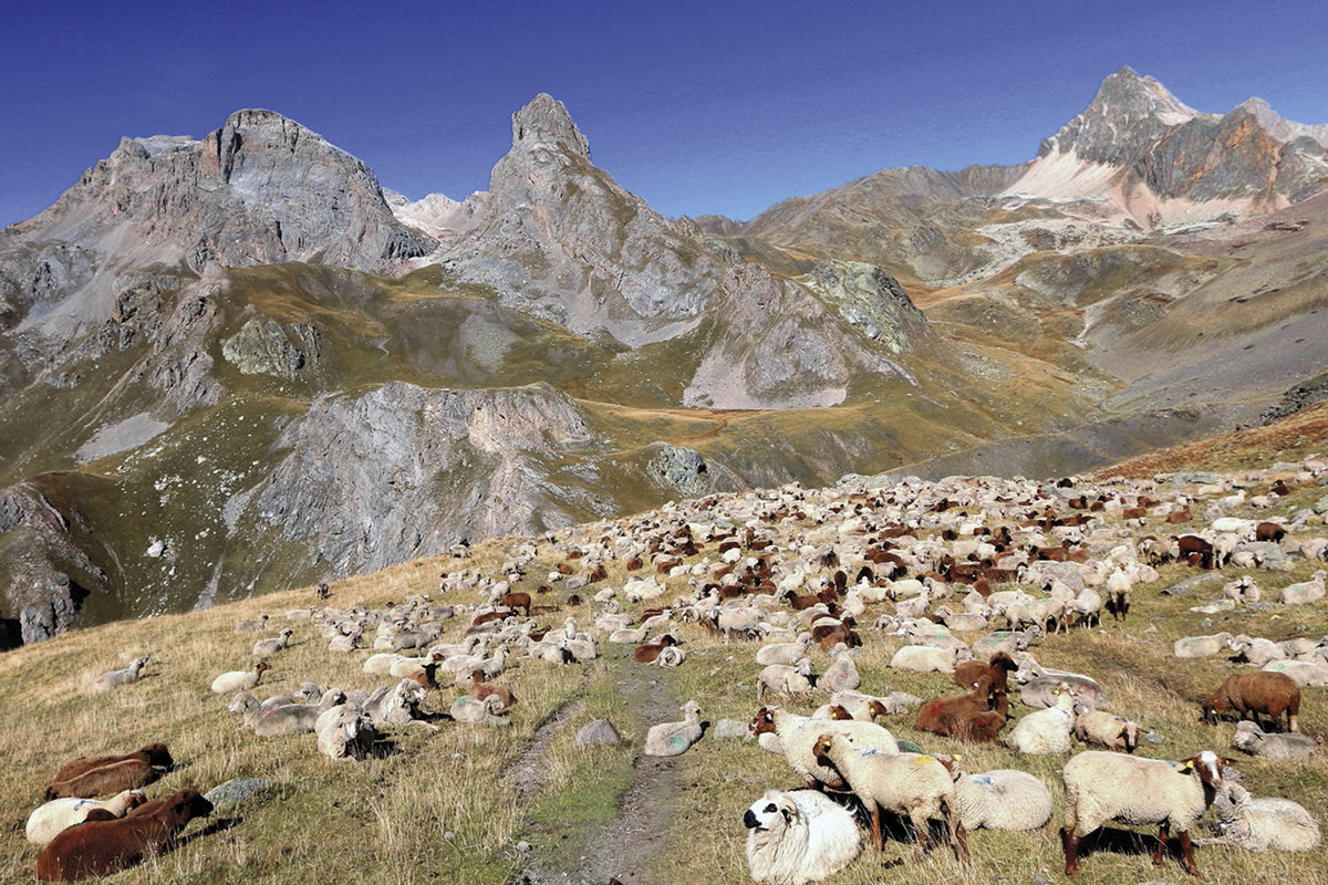 Walking in the Brianconnais - Route Photos - A flock of sheep in front of the Arêtes de la Bruyère (Walks 37 and 38)