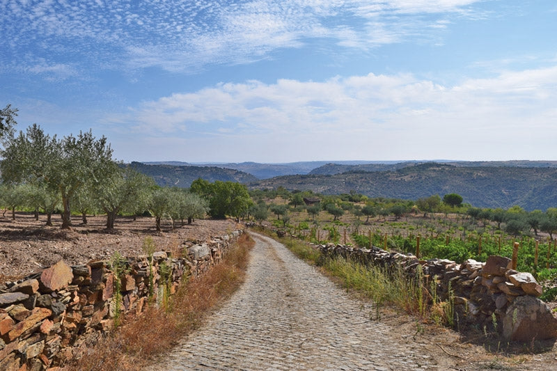 Walking in Portugal - Route Photos - The Azeite – ‘Olive oil’ – route follows cobbled paths next to olive groves (Walk 15)