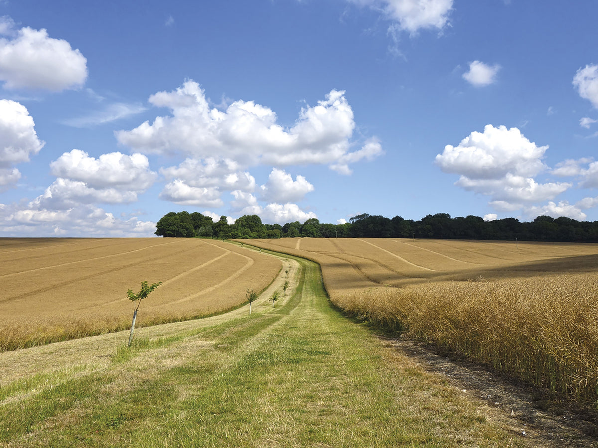 Walking Hampshire's Test Way - Route Photos - Between Michelmersh and Lower Brook (Walk 13)