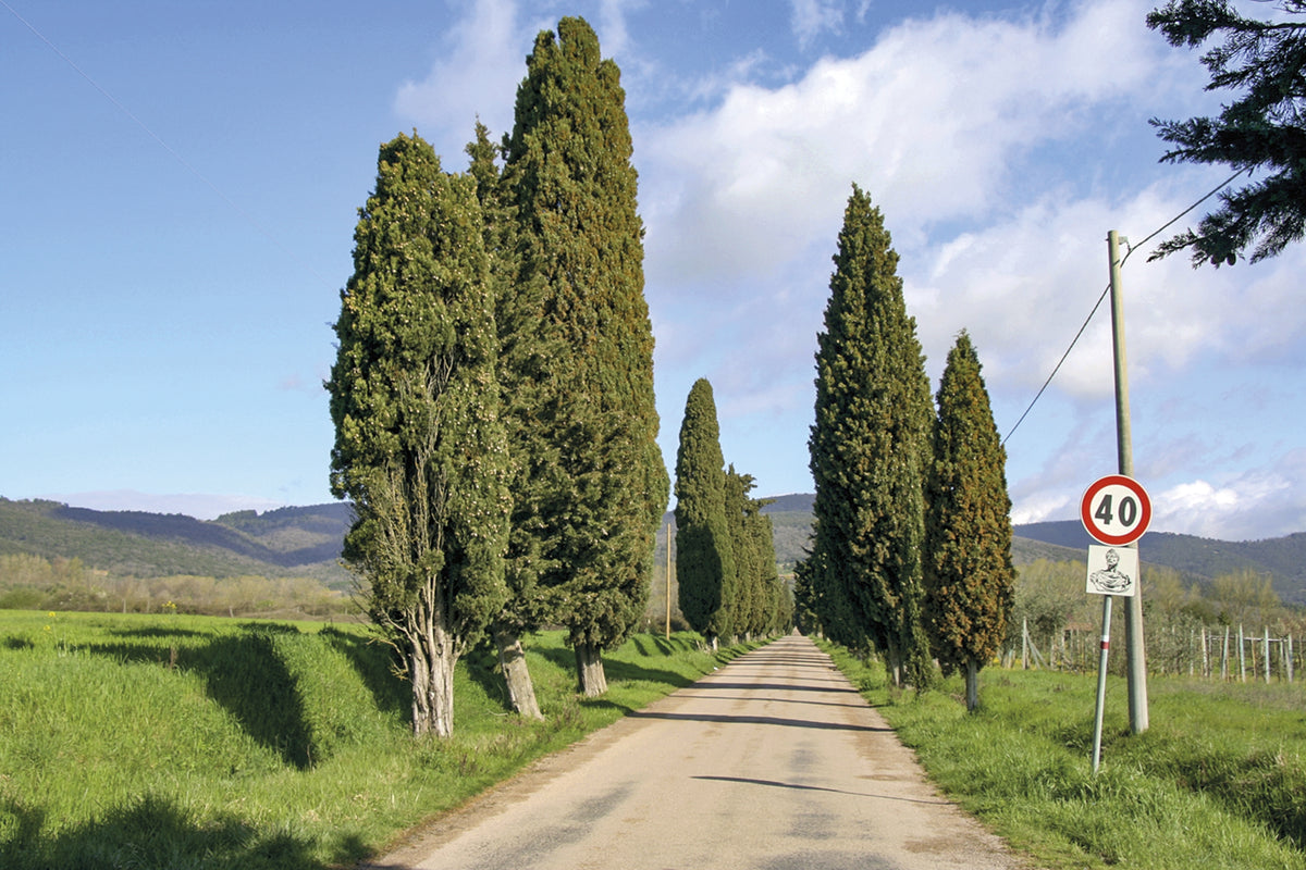 Walking in Umbria - Route Photos - The cypress-lined road to Sanguineto
