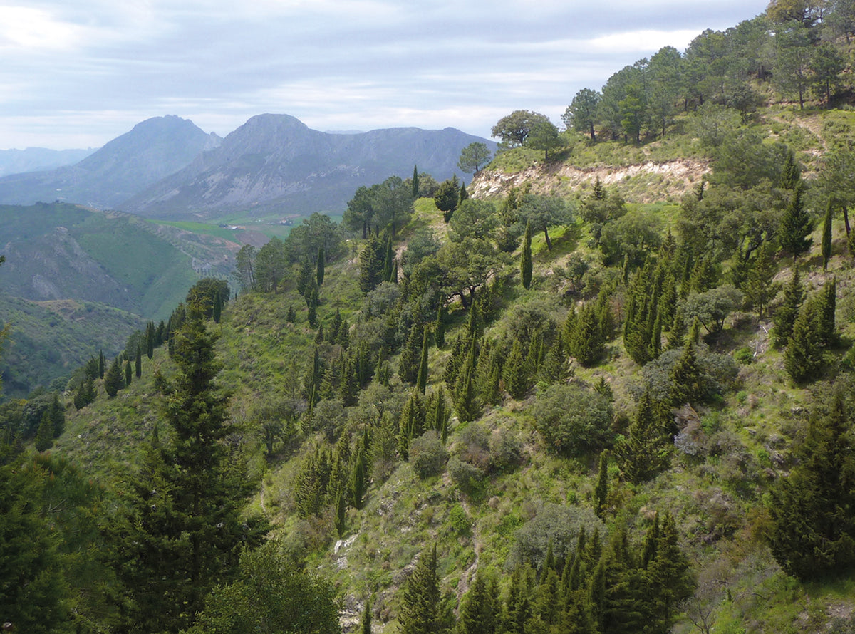 The Andalucian Coast to Coast Walk - Route Photos - The arboretum at Cortijo de La Alcauca (Walk 5)