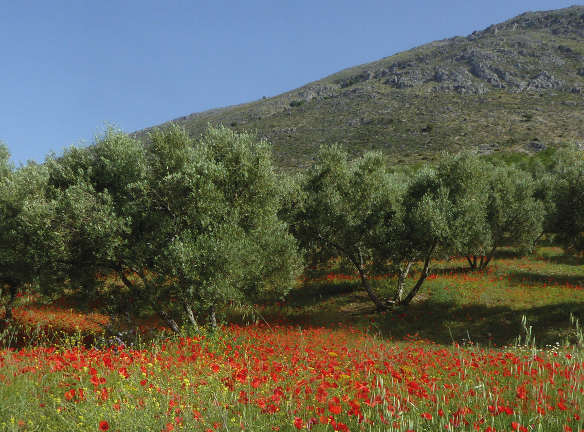 The Andalucian Coast to Coast Walk - Route Photos - Poppies beneath the olives en route to Riogordo (Day 6)