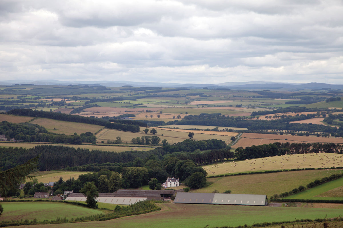 The Borders Abbeys Way - Route Photos - Heading downhill from Black Law