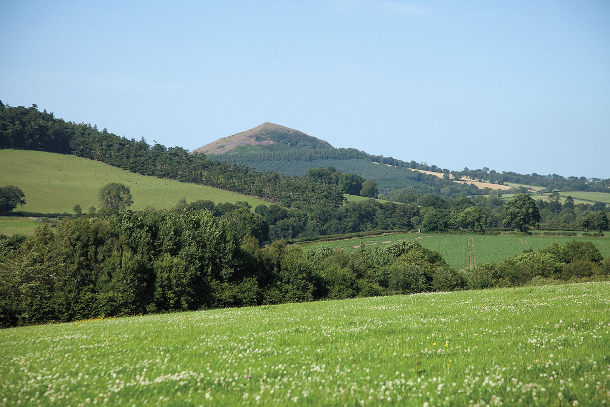 The Borders Abbeys Way - Route Photos - Black Hill – an ancient volcano just north of Newtown St Boswells (Stage 1)