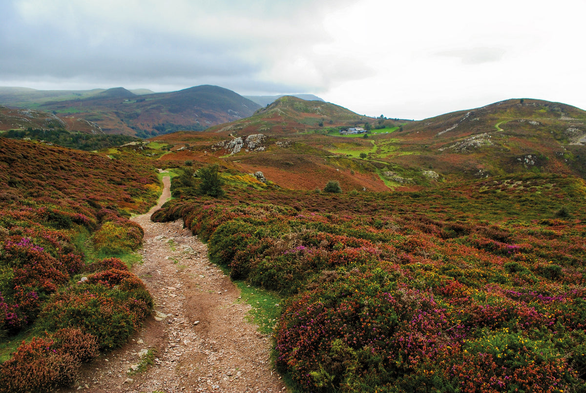 Snowdonia: 30 Low-level and Easy Walks - North - Route Photos - The path through the rough heather hillsides of Conwy Mountain (Walks 1)