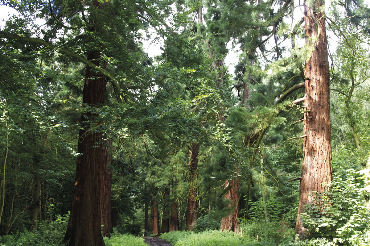 Walking in Essex - Route Photos - The redwoods of Havering Country Park