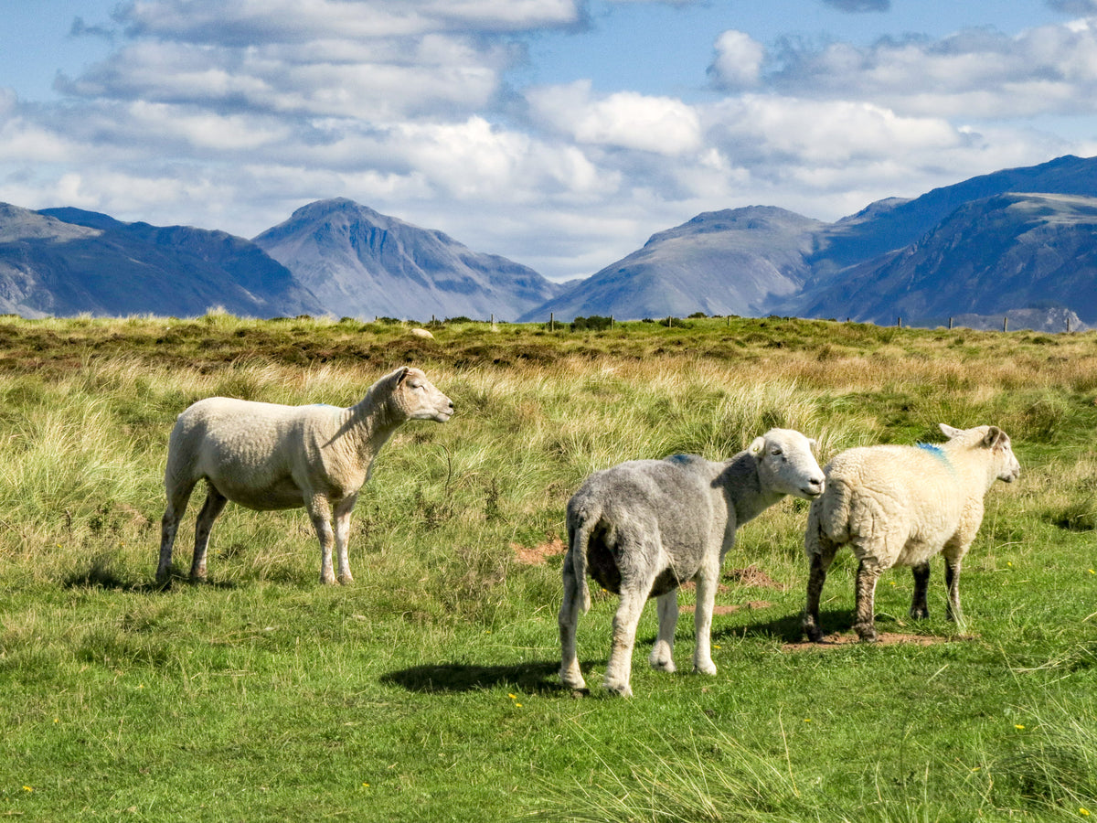 Walking the King Charles III England Coast Path: North West - Route Photos - Native Herdwick sheep graze Drigg dunes under the watchful gaze of England’s highest mountains in Wasdale (Stage 8)