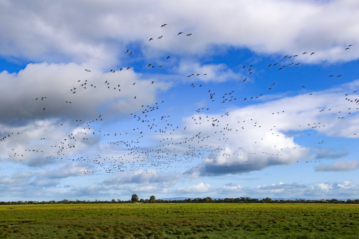 Walking the King Charles III England Coast Path: North West - Route Photos - Skeins of geese are a spectacular sight over the Solway marshes in winter