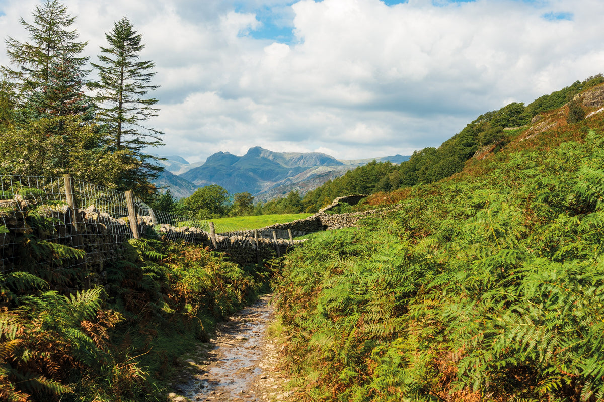 Walking the Tour of the Lake District - Route Photos - Looking towards the Langdale Pikes from the lower slopes of Loughrigg