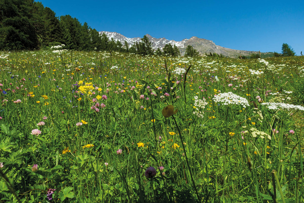 Walking in Zermatt and Saas-Fee - Route Photos - Flower meadows high above the Saas valley
