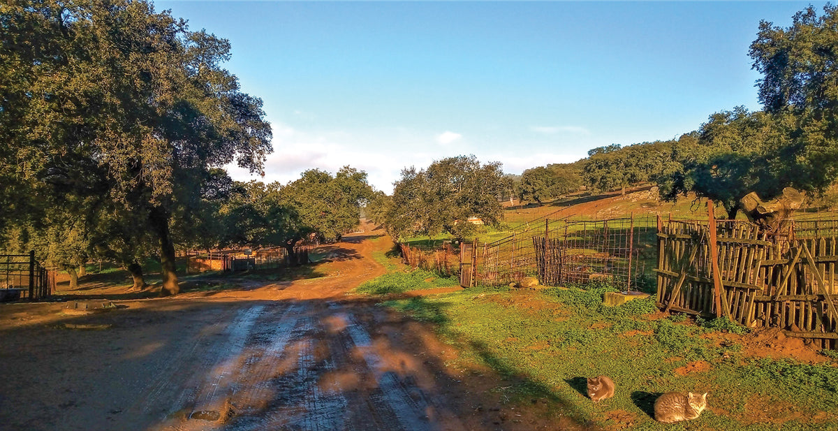 Walking La Via de la Plata and Camino Sanabres - Route Photos - Passing farms on the way to El Real de la Jara, the last town in Andalucía (Stage 4)