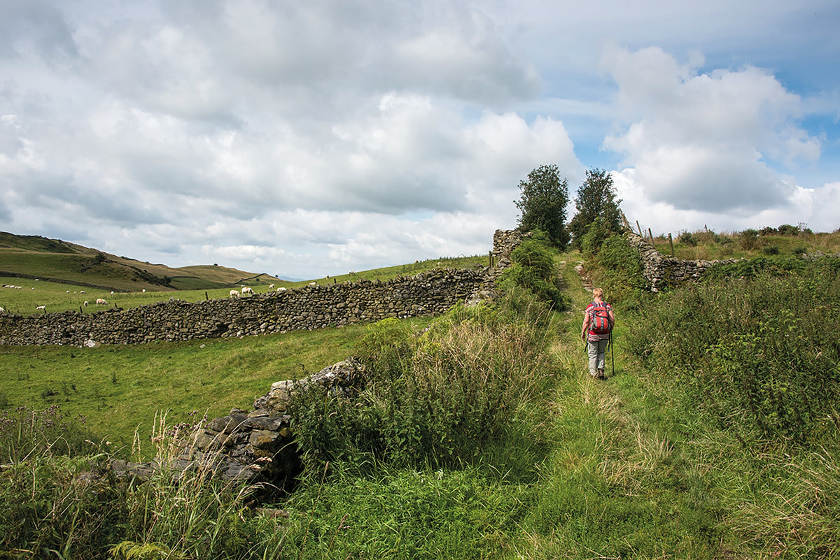 Walking the Dales Way - Route Photos - A walled lane, flanked by rowan, leads into the South Lakeland limestone landscape