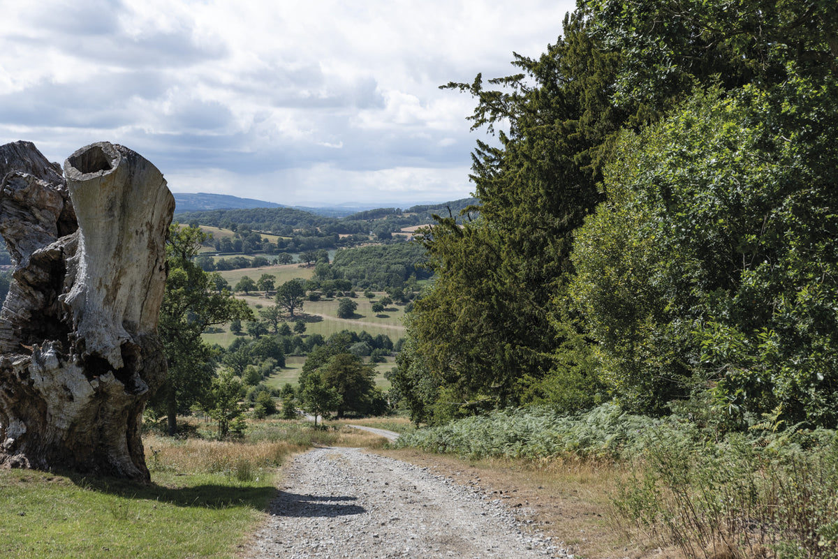 Short Walks on the Malvern Hills - Route Photos - Heading back down to the deer park from the obelisk