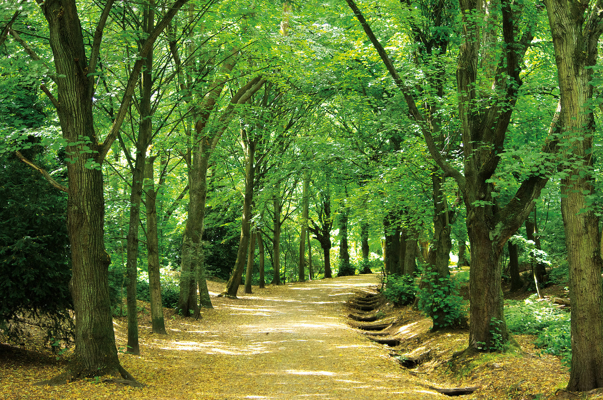Walking in London - Route Photos - The lime tree avenue near the Vale of Health (Walk 11)