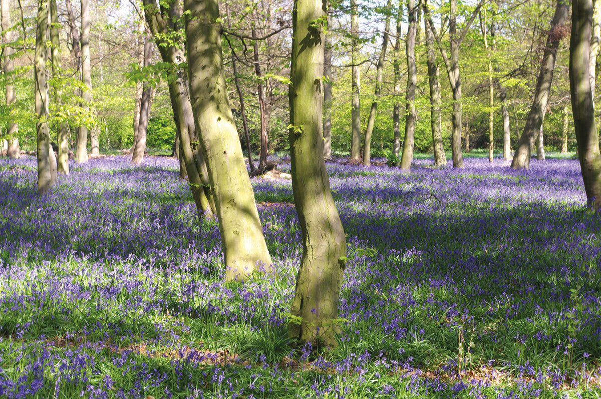 Walking in London - Route Photos - Bluebells in Chalet Wood (Walk 4)