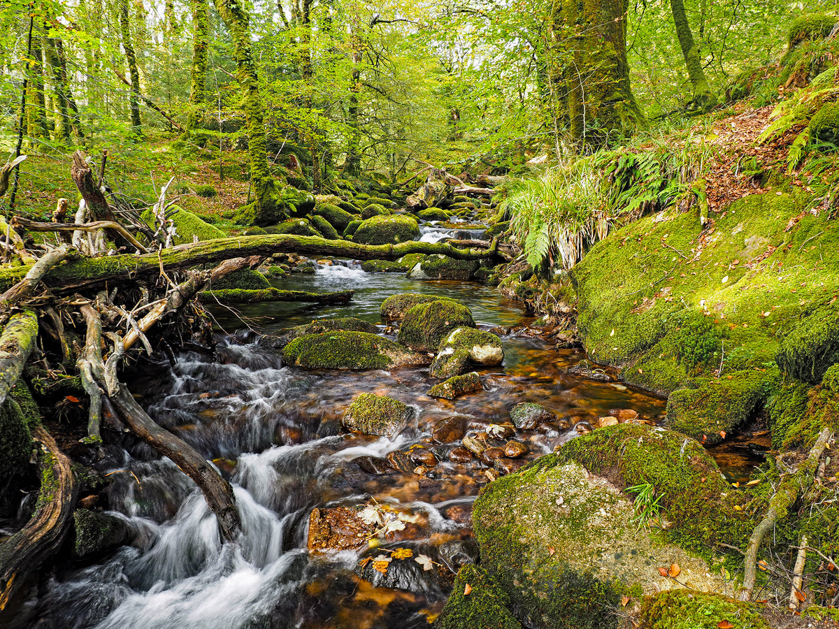 Short Walks on Dartmoor - South: Ivybridge and Princetown - Route Photos