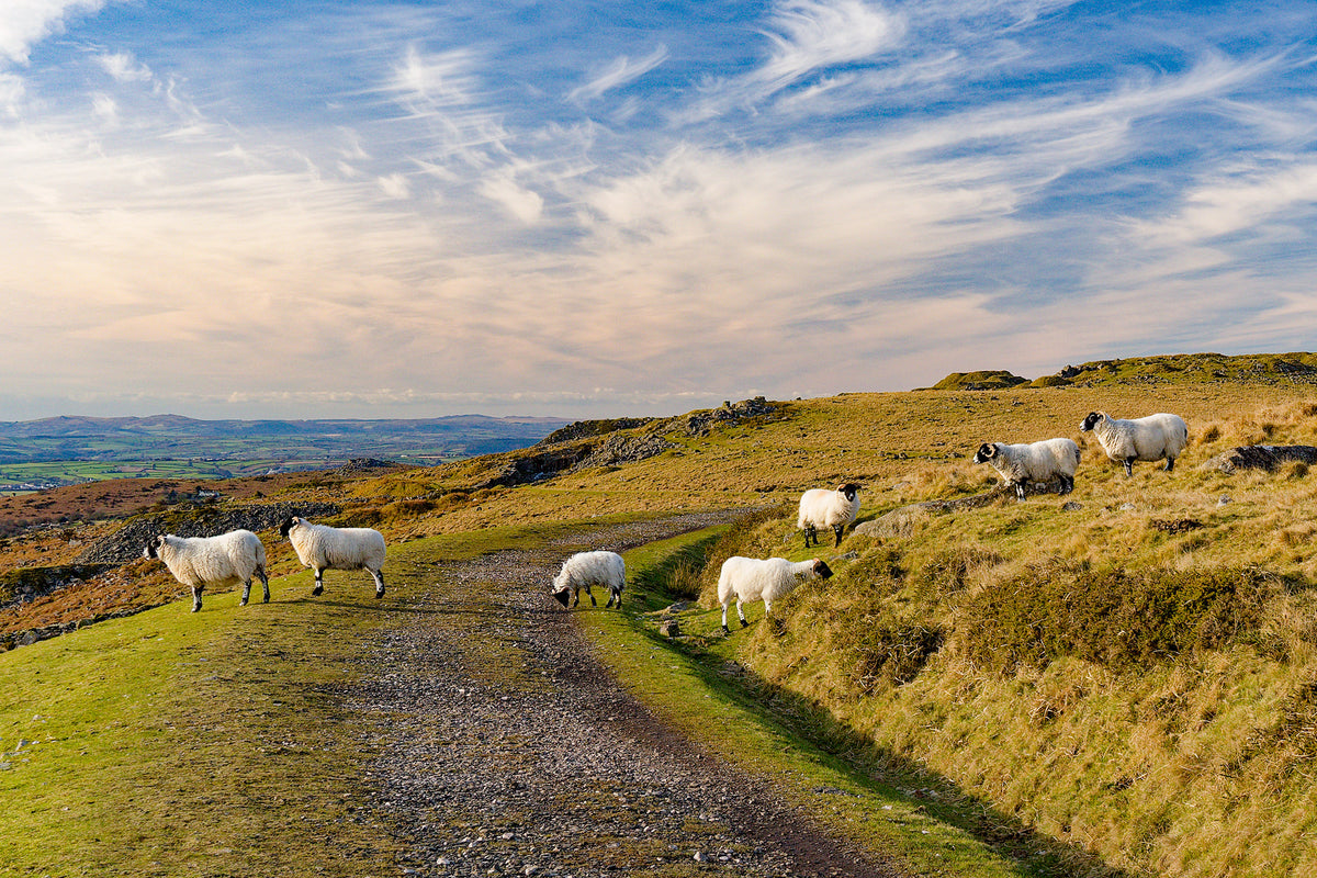 Short Walks on Dartmoor - South: Ivybridge and Princetown - Route Photos