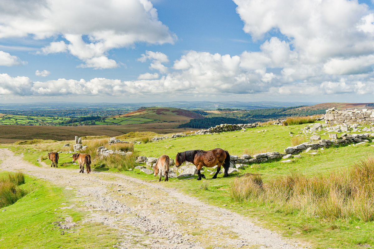 Short Walks on Dartmoor - South: Ivybridge and Princetown - Route Photos