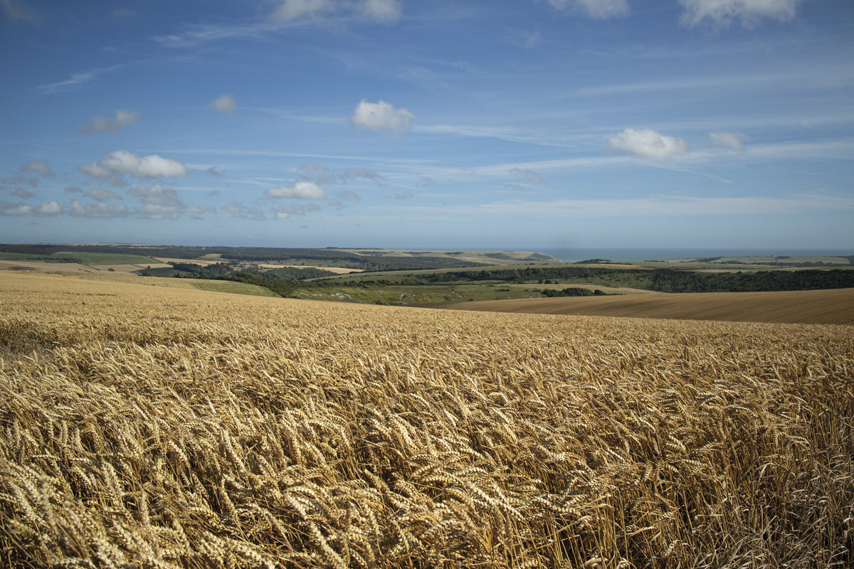 Short Walks in the South Downs: Brighton, Eastbourne and Arundel - Route Photos - Views towards the coast from the South Downs Way (Walk 10)