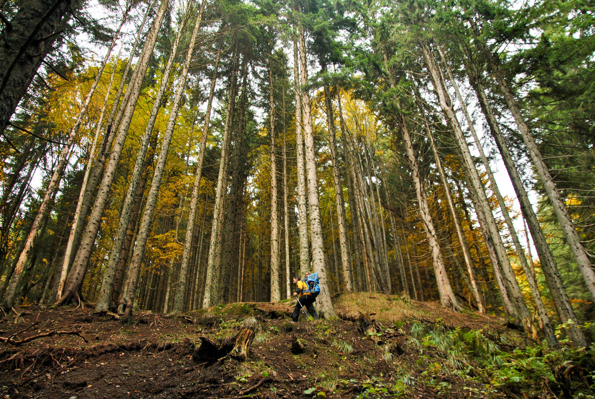 Walking the Julian Alps of Slovenia - Route Photos - The short route that climbs into the forest is steeper but more interesting
