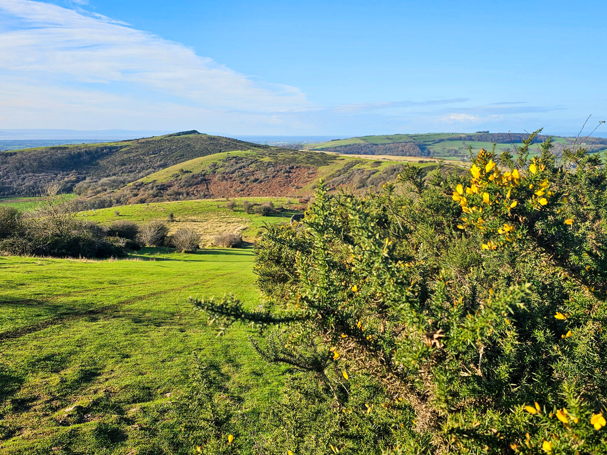 15 Short Walks Cheddar and the Mendips - Route Photos - The name ‘Crook Peak’ may be linked to old English ‘cruc’ meaning ‘pointed hill’